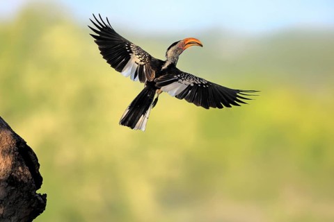Red-ringed Hornbill (Tockus leucomelas), Southern Yellow-billed Hornbill, adult, male, at a