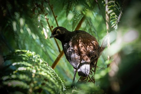 Black-throated Huet-huet (Pteroptochos tarnii) or Black-throated Rump-billed Finch, bird perched on