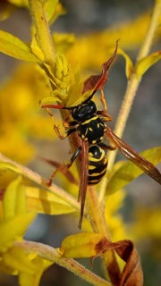 A house wasp (Polistes dominula) clinging to a yellow flower, captured in close-up detail,