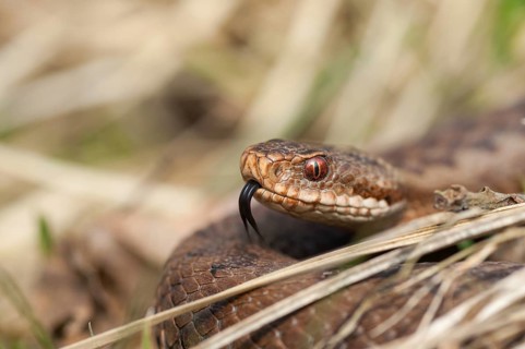 European adder, European viper, venomous snake, vipera berus, critters, poisonous reptilia,