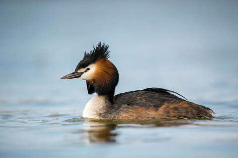 Granelli, Great Crested Grebe, Italy, Pantano Cuba Lagoon, Pantani Cuba and Longarini, Podiceps