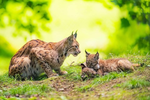 Eurasian lynx (Lynx lynx) mother with her youngsters (cubs) in a forest, Bavaria, Germany