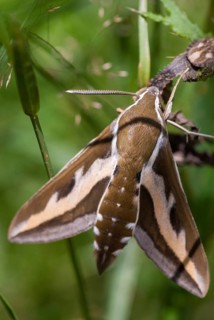 Hyles gallii, bedstraw owl, sphingidae, bedstraw hawk moth, butterfly, galium sphinx, high size,