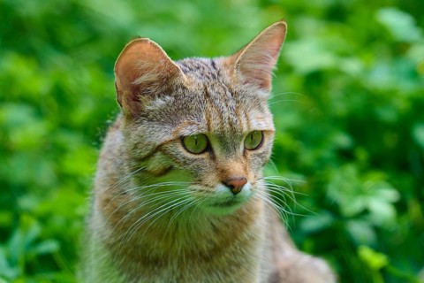 Side view of a tabby cat with green eyes and brown fur in the wild, European wildcat (Felis