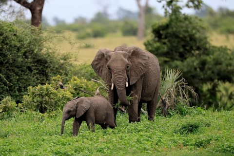 African elephant (Loxodonta africana), adult, female, calf, feeding, social behaviour, Kruger