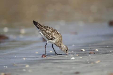 Bar-tailed Godwit (Limosa lapponica) foraging, Gambia