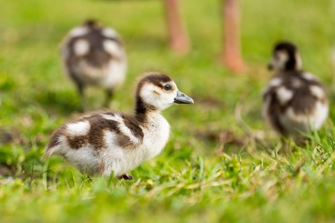 Egyptian goose (Alopochen aegyptiaca) cute chicks on a meadow at the shore of a lake, Bavaria,