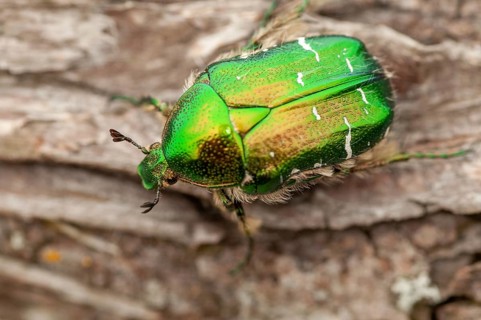 Cetonia aurata, common rose beetle, shiny golden rose beetle, rose chafer, rose beetle, Sweden,