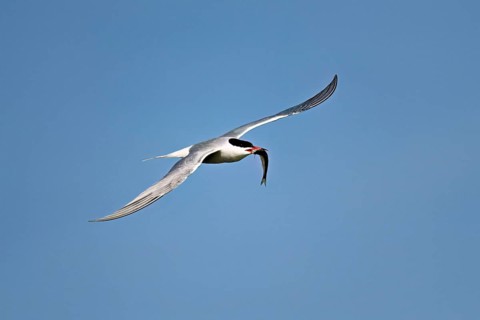 Common tern (Sterna hirundo), in flight with a fish in its beak, Saintes-Marie-de-la-Mer, Camargue,