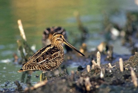 Common snipe, gallinago gallinago, snipe, birds, charadriiformes, leo, limicols, snipe birds,