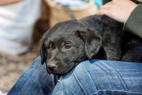 A black puppy rests relaxed on a sitting person's knee, Sineu cattle market, Majorca, Balearic