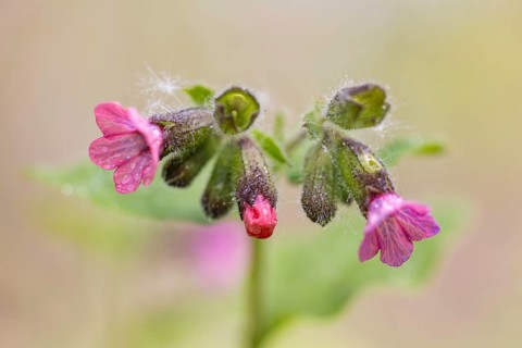 Lungwort (Pulmonaria officinalis), Germany