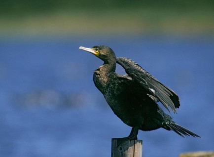 Black shag, cormorant, phalacrocorax carbo, birds, plumage care, adolescent, immaturus, young