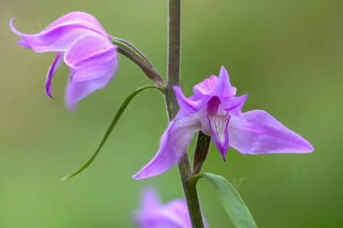 Cephalanthera rubra, orchids, orchids, orchid plants, purple woodbird, woodbird, flora, plants,