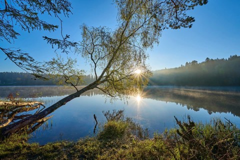 A tree tilts across a mirror-smooth lake in soft morning light, Windgfällweiher, Lenzkirch, Black