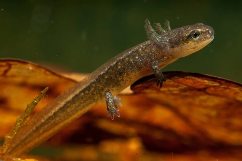 Threaded newt, Lissotriton helveticus, palmate newt, triturus helveticus, amphibians, amphibians,