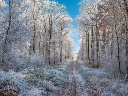 Hiking trail through sunny deciduous forest of oak and beech trees in winter under blue skies,