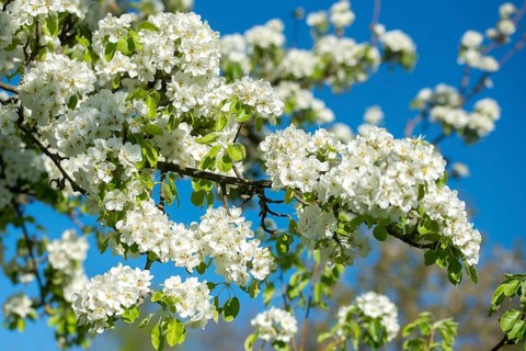 Pear, cultivated pear tree, pyrus communis, rosaceae, rose family, tree, pear blossom, trees,