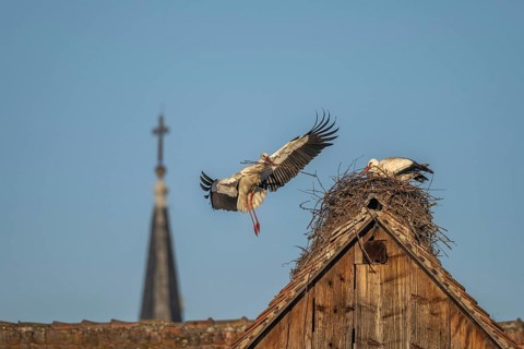 Two white storks (ciconia ciconia) at the start of the nesting season. One is on the nest while the