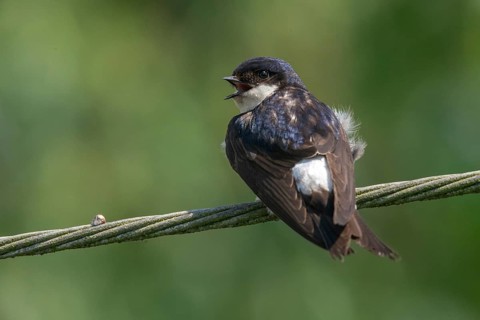 Delichon urbica, house martin, house martins, birds, passeri, swallows, songbirds, birds