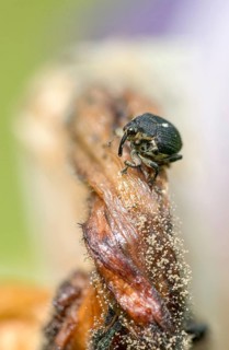 Iris weevil, mononychus punctum album, weevil, iris weevil, white spotted iris weevil, yellow flag
