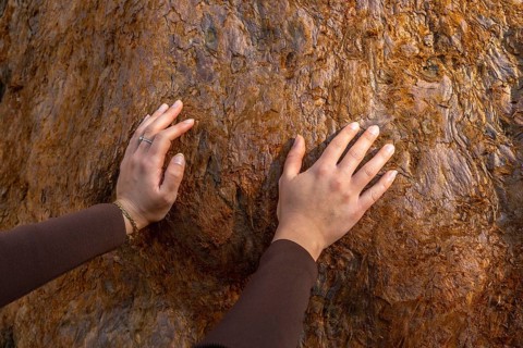 Woman's hands gently touching the textured, reddish brown bark of a giant sequoia tree, connecting