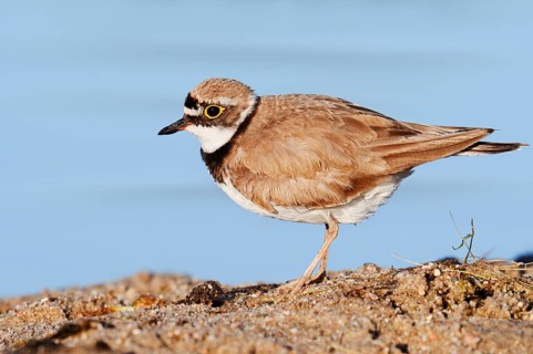 Little Ringed Plover (Charadrius dubius), North Rhine-Westphalia, Germany