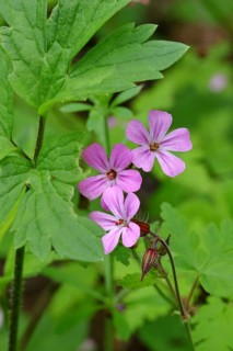 Stinking cranesbill (Geranium robertianum), Robert's herb, Ruprecht's herb (Geranium robertianum),