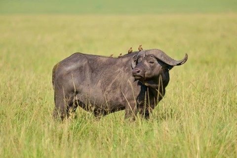 A buffalo stands calmly in the grass of the savannah, with birds perched on its back: a Cape