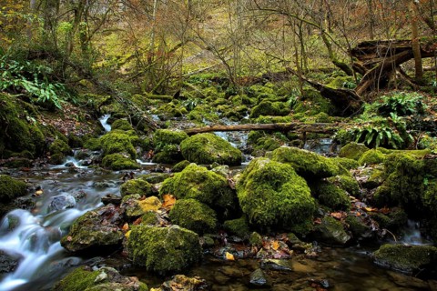Urach Waterfall, A forest stream flows through a mossy landscape with rocks and trees, Kleine Ohe,