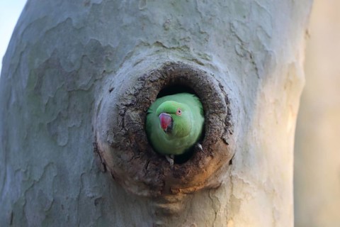 A parrot peeks out curiously from the safety of a tree hollow: a ring-necked parakeet (Psittacula
