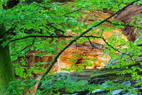 Coloured sandstone rock, beech (Fagus), beech family (Fagaceae), Altschlossfelsen, Dahn, Dahner