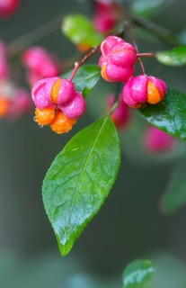 Celastraceae, Euonymus europaea, European Pfaffenhütchen, Pfaffenhütchen, Pfaffenkapperl,