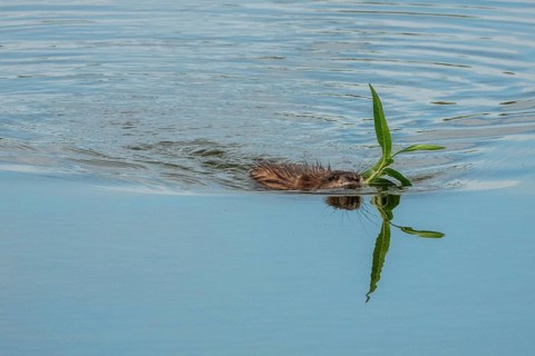 A beaver (Castoridae) with a plant in its mouth is swimming in the water, a small lagoon,