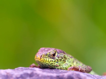 A male sand lizard (Lacerta agilis) is resting on a stone, Solms, Hesse, Germany
