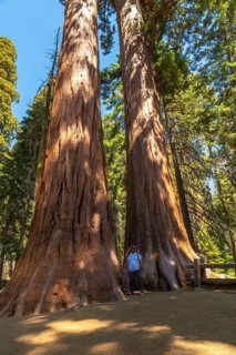 Tourist standing between two immense giant sequoia trees, dwarfed by their scale, exploring the