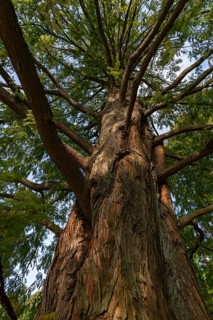 Giant sequoia (Sequoioideae), North Rhine-Westphalia, Germany