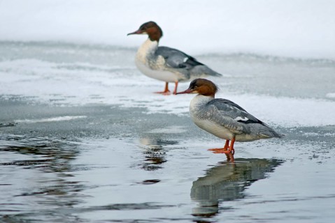 Goosander, goose säger, mergus merganser, anatidae, birds, duckbirds, female, sawyer, birds,