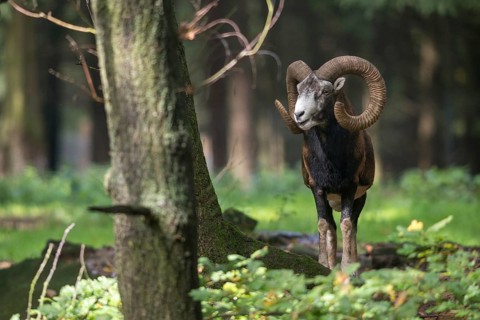 Artiodactyla, even-toed ungulate, mouflon, mouflon, mouflon, ovis gmelini musimon, cloven-hoofed,