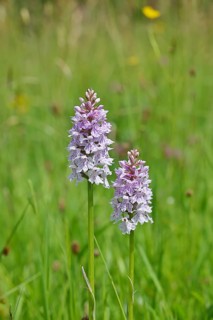Moorland spotted orchid (Dactylorhiza maculata), on a rough pasture in a nature reserve,