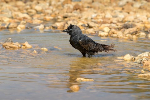 Corvus Monedula, Jackdaw, Bath, Bathe, Bird Bath, Birds, Corvidae Family of Birds, Passeri,