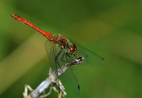 Blood-red bluebell, ruddy darter, sympetrum sanguineum, anisoptera, damselflies, dragonflies,