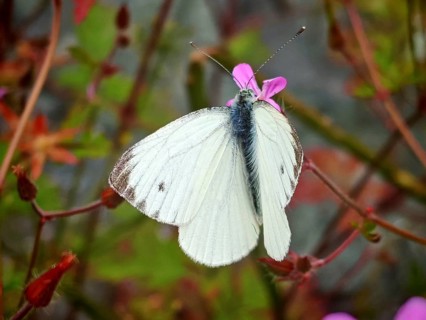A close-up of a white butterfly, the small white (Pieris rapae), on a pink flower against a green