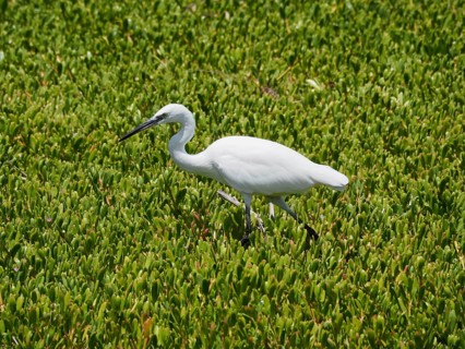 A little egret (Egretta garzetta) forages for food in a green wetland, Gran Canaria, Spain