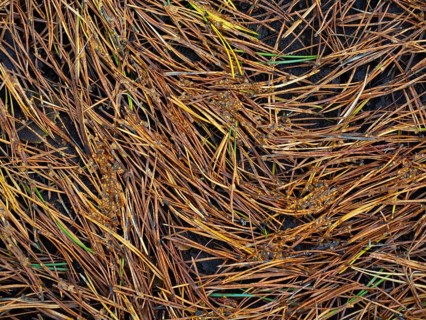 Pine needles lie on the forest floor, Nossentiner Schwinzer Heide nature park Park,