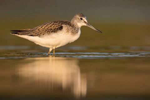 Common Greenshank (Tringa nebularia) foraging, Poland