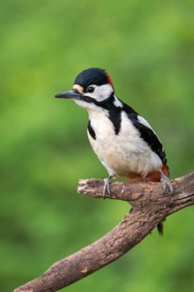 Great Spotted Woodpecker, Great Spotted Woodpecker, Birds, High Size, Portrait, Piciforms,