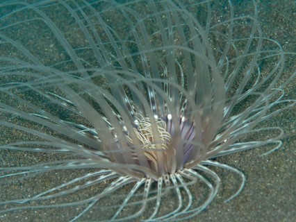 A transparent banded cylinder rose (Pachycerianthus maua) on a sandy seabed, spreading its