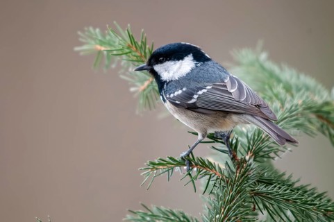 Coal tit, parus ater, periparus ater, pine tit, birds, tits, passeri, songbirds, tits, birds