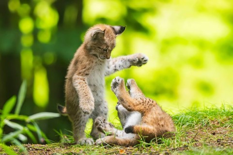 Eurasian lynx (Lynx lynx) youngsters (cubs) playing with each other in a forest, Bavaria, Germany